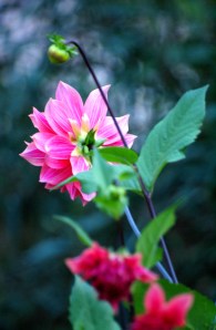 Flowers by the Cottage