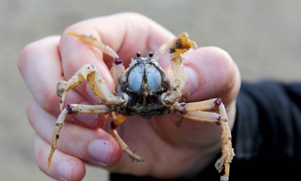 Mister crabby up close