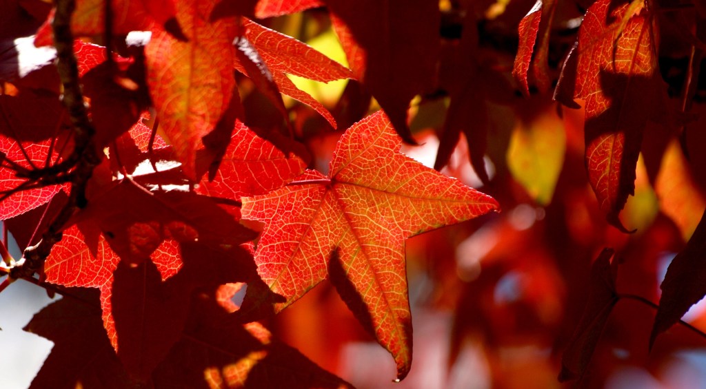 FOCUS: Mindfulness in the City