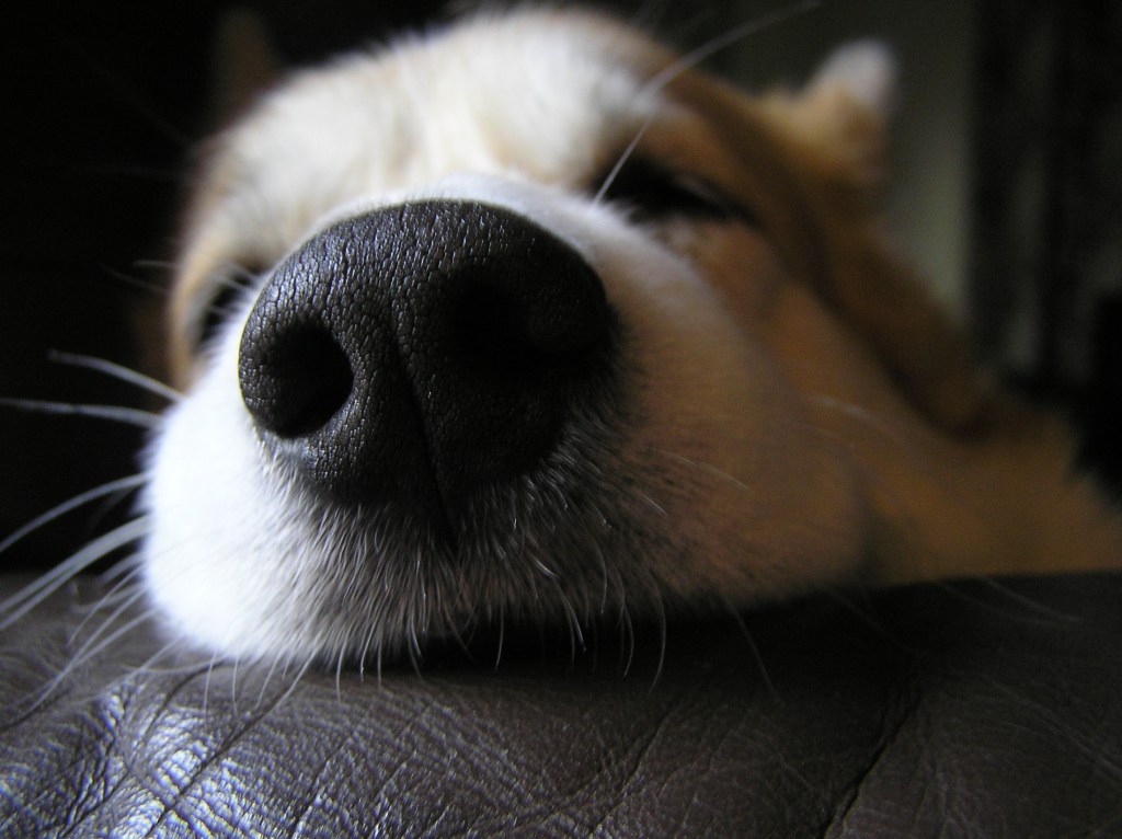 Loss of my darling dog