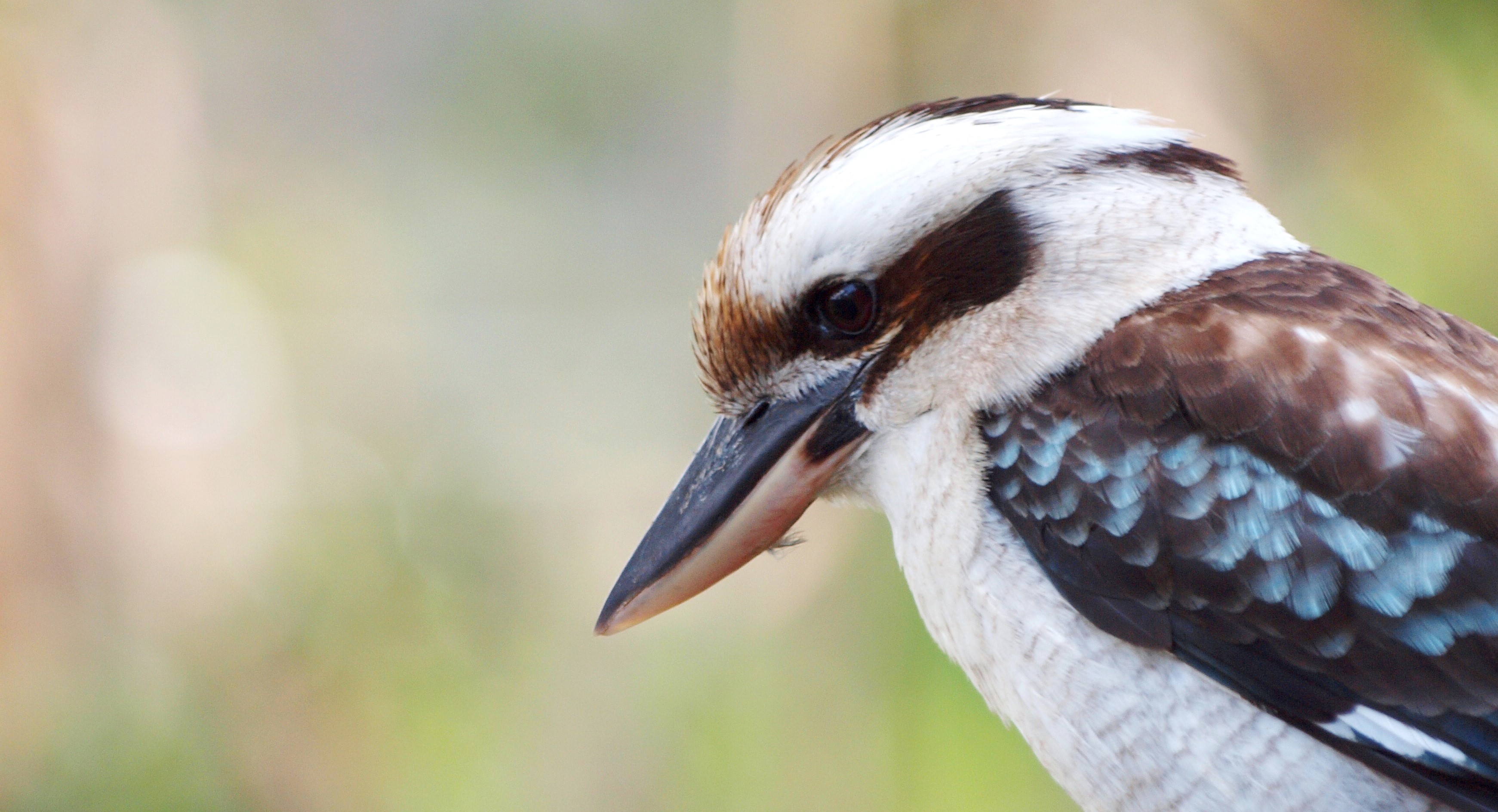 The Secret of Flight