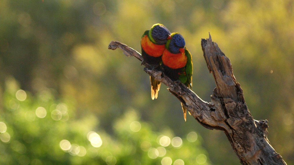 Lovebird rainbow lorikeets