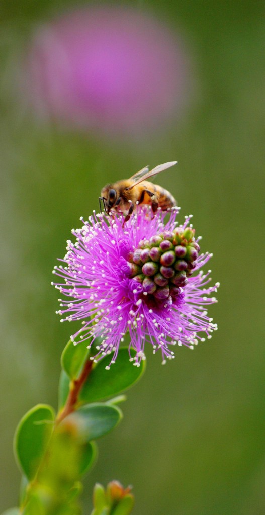Bee