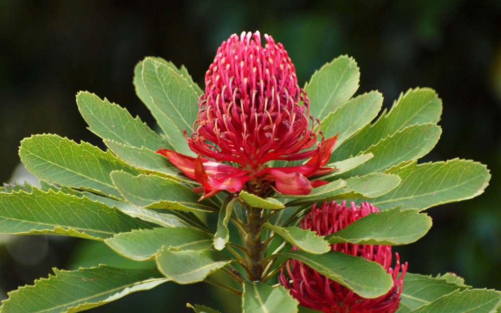 Australian Waratah