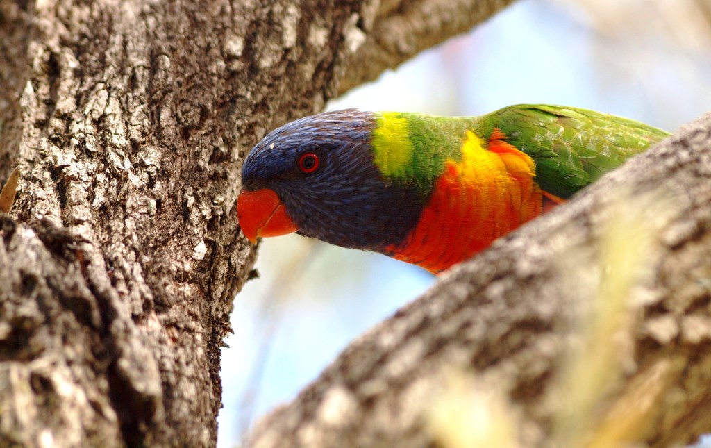 What'chu lookin' at?