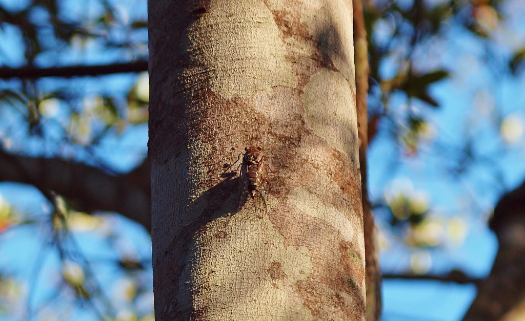 Cicadas