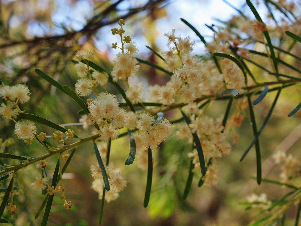 Australian wattle