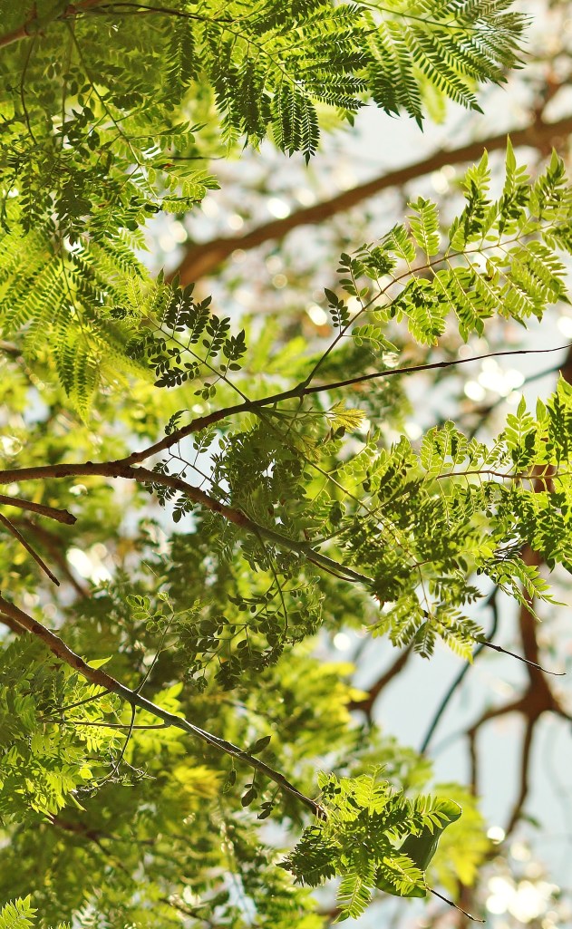 Light Through Leaves