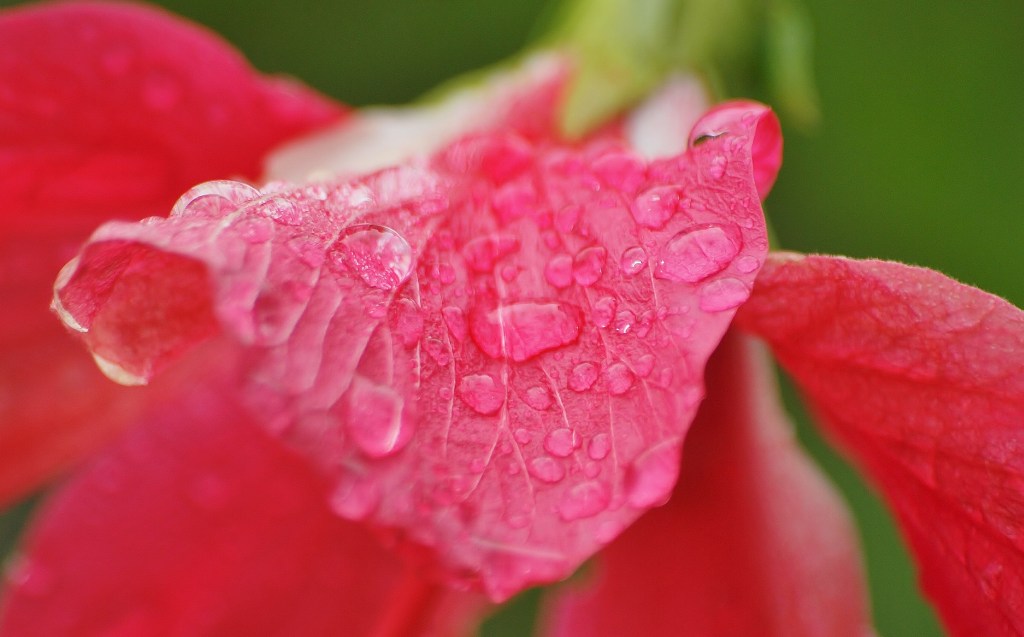 Raindrops