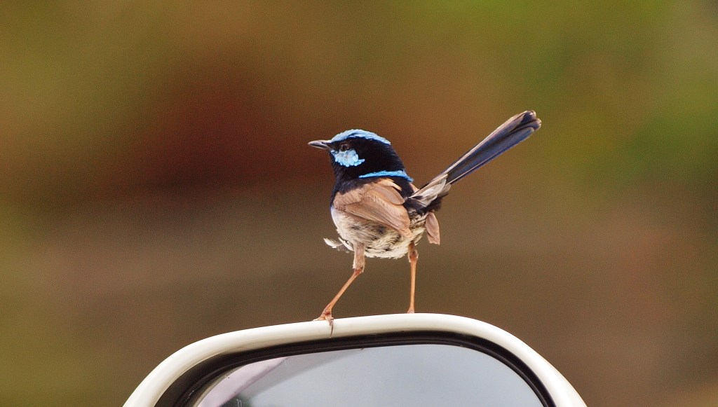 Superb Blue Wren