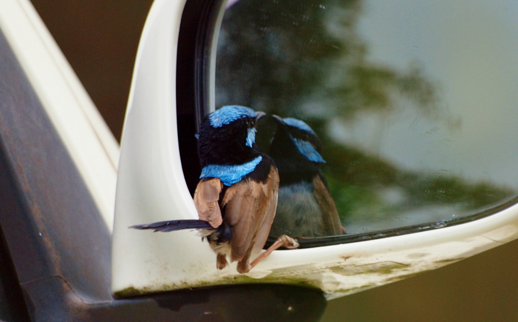 Am I pretty? Yes I am!