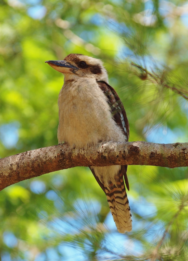 Kookaburra
