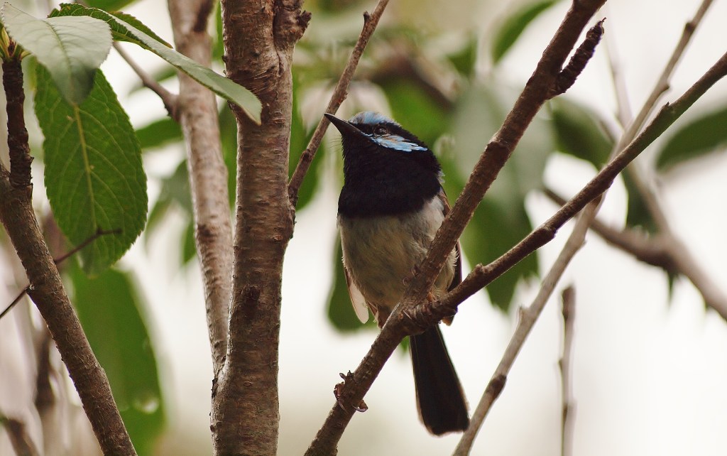 Close up wren
