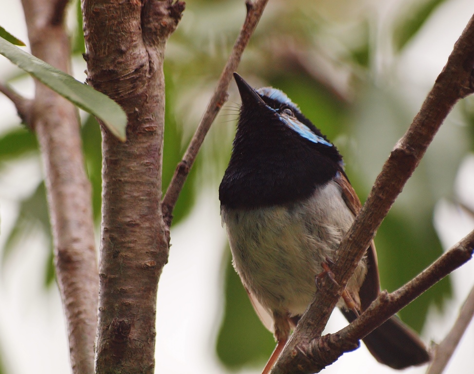 Superb Wren Australia