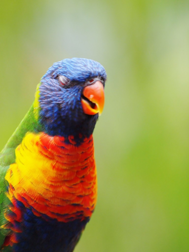 Rainbow Lorikeet Silencing the Mind