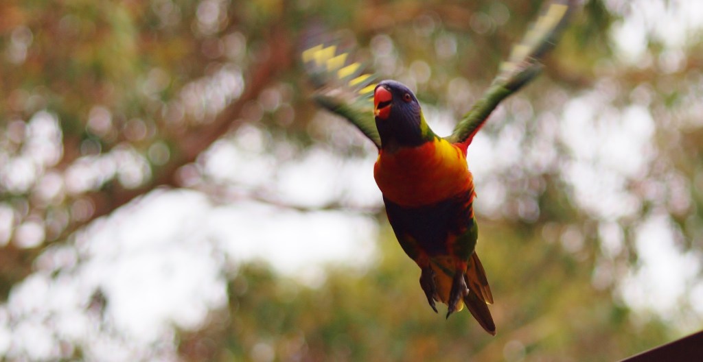 Joy and the Lorikeet