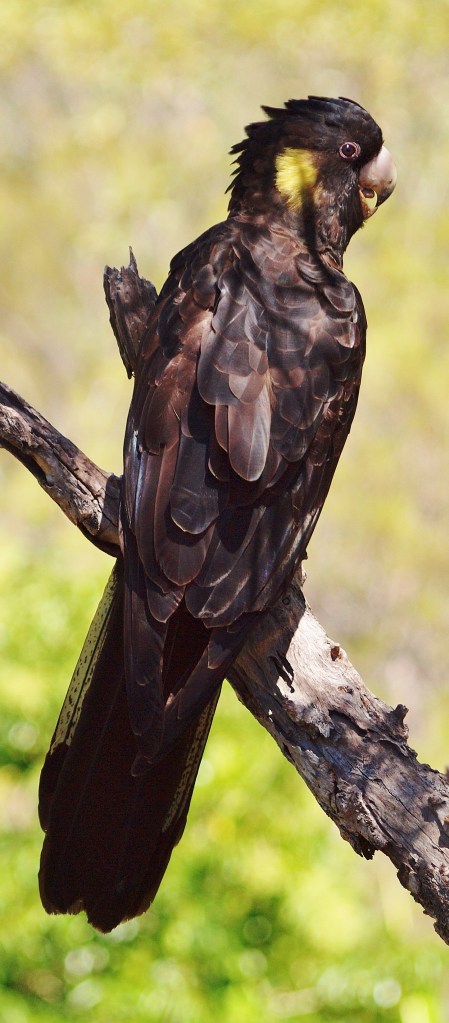 Black Cockatoo Australian Bird mid flight