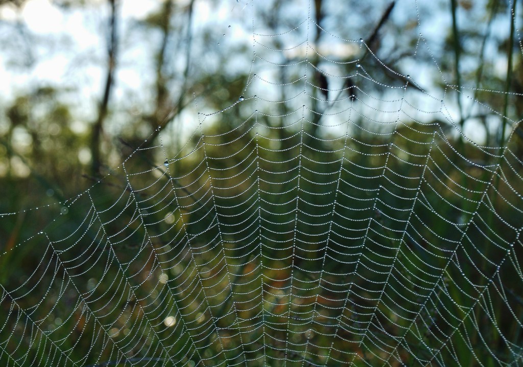 Spiderweb at Sunrise