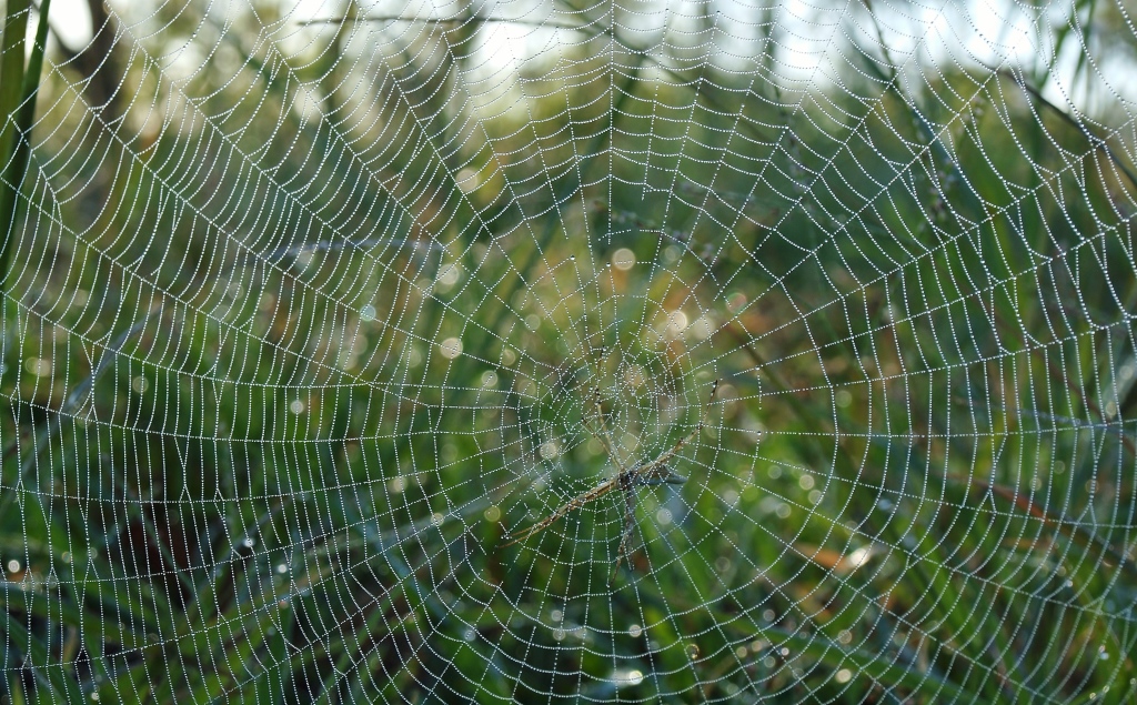 Spiderweb at sunrise
