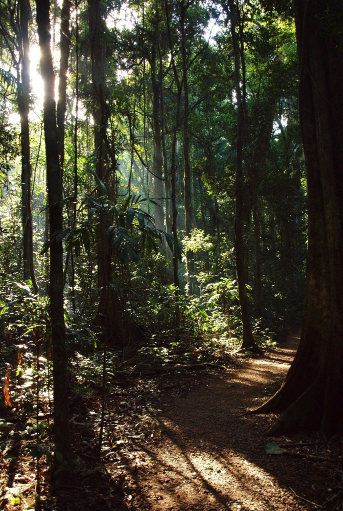 Mary Caincross Nature Reserve, Maleny Queensland