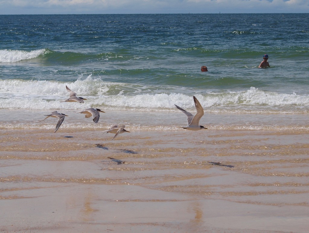 Seagulls at Woorim Beach, Queensland