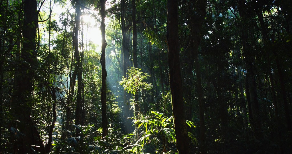 Mary Caincross Nature Reserve, Maleny Queensland