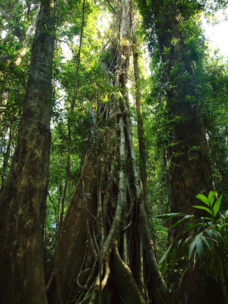 Mary Caincross Nature Reserve, Maleny Queensland