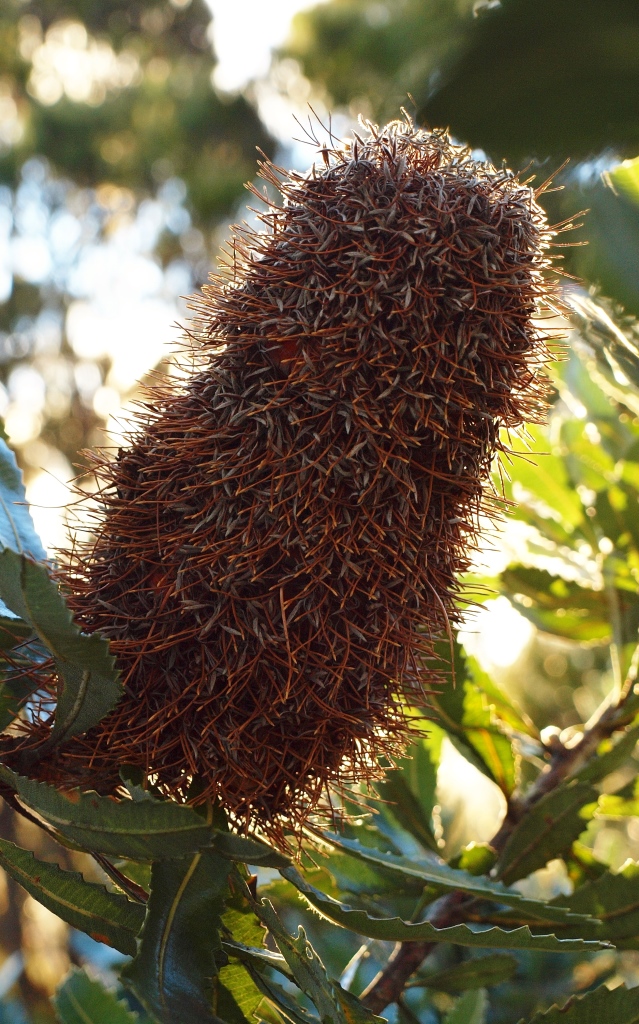 Wentworth Falls Bushwalking Hiking Blue Mountains Photography