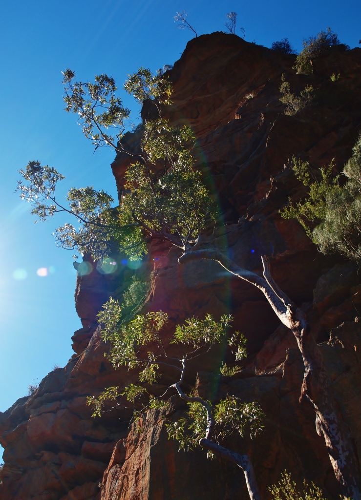 Wentworth Falls Bushwalking Hiking Blue Mountains Photography