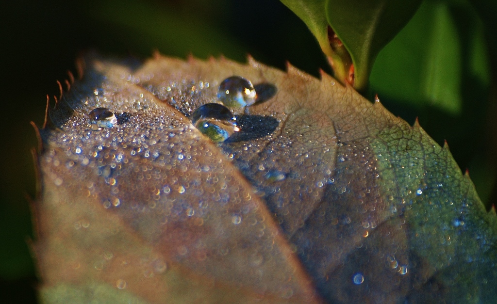 Julie Green Nature Photography