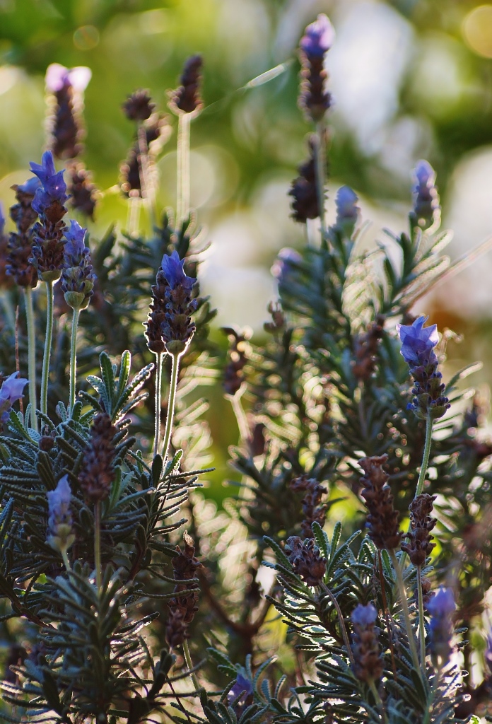 Julie Green Nature Photography