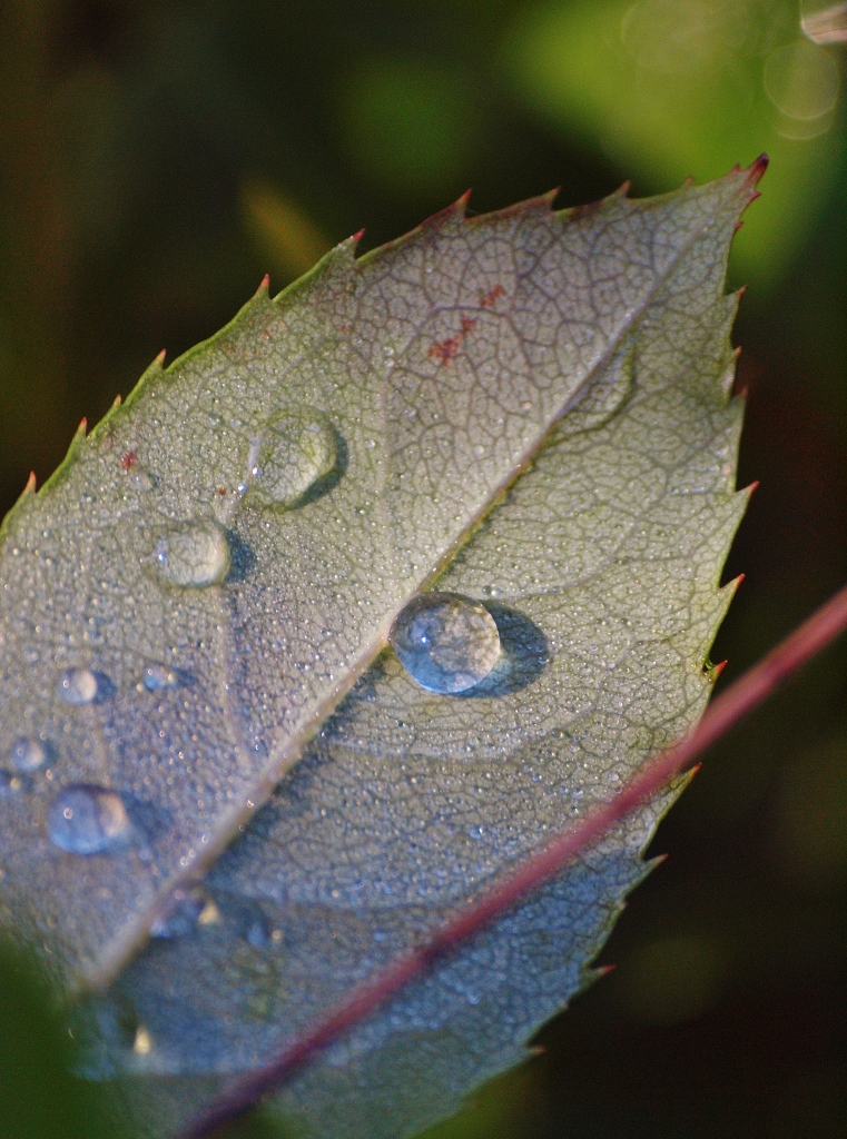 Julie Green Nature Photography