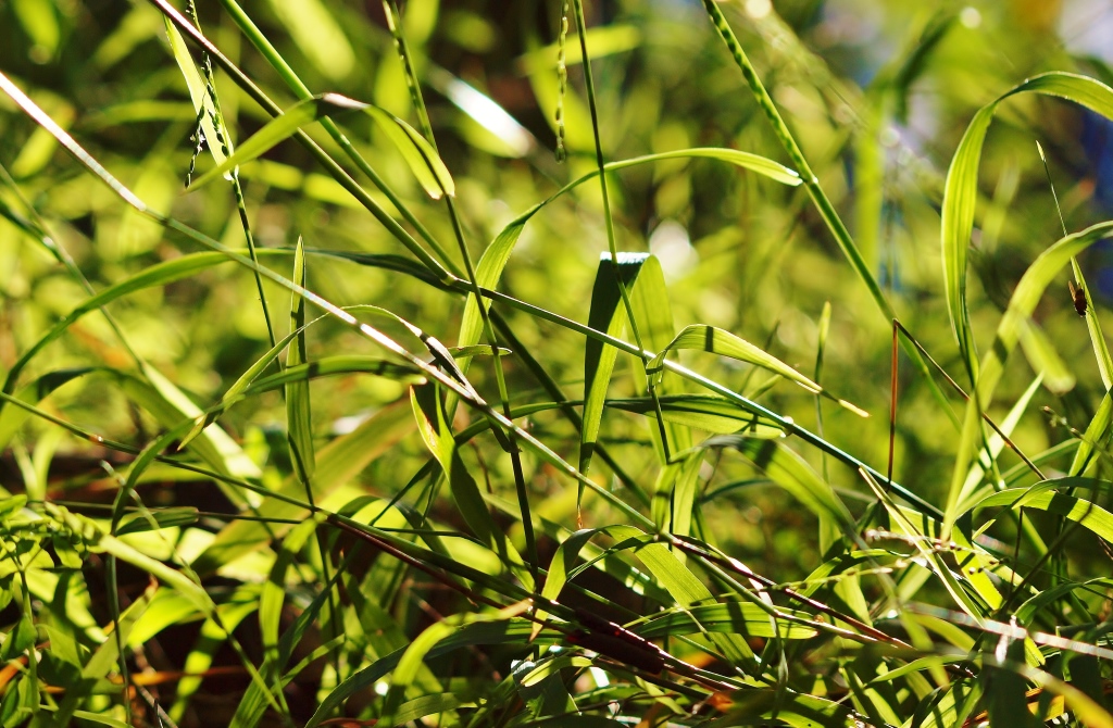 Julie Green Nature Photography