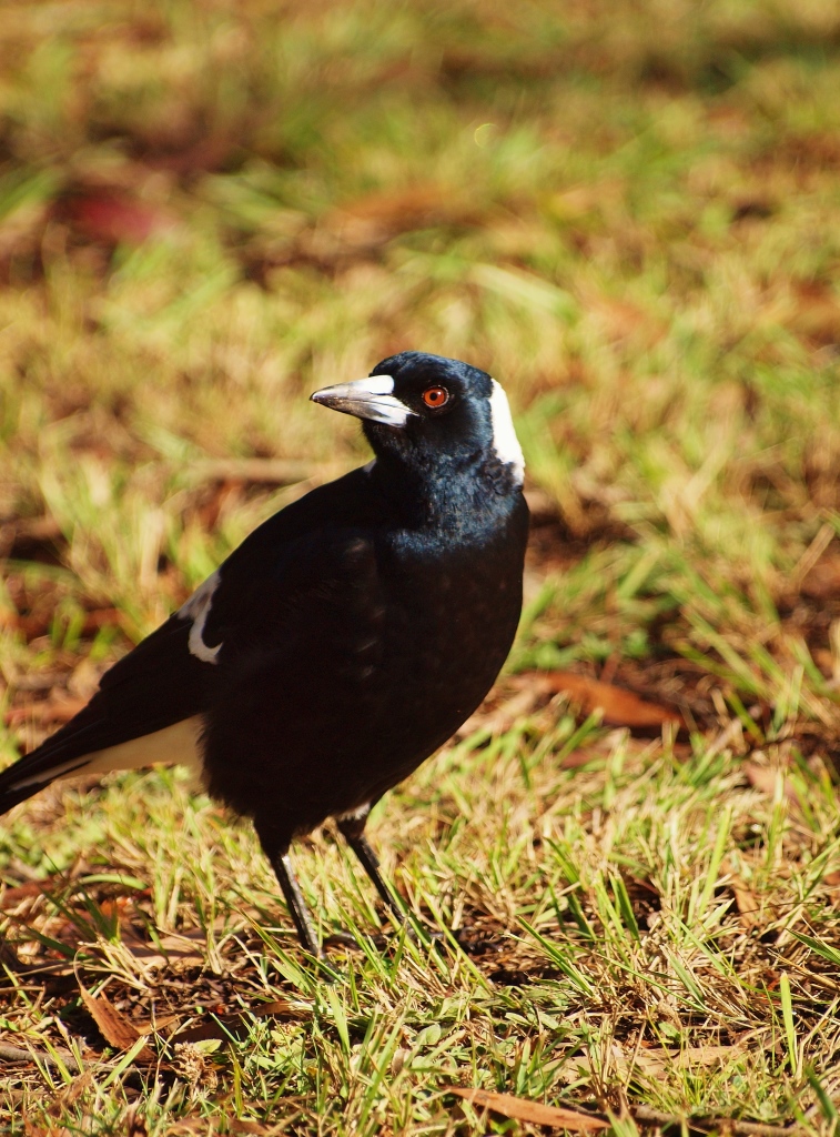 Julie Green Nature Photography