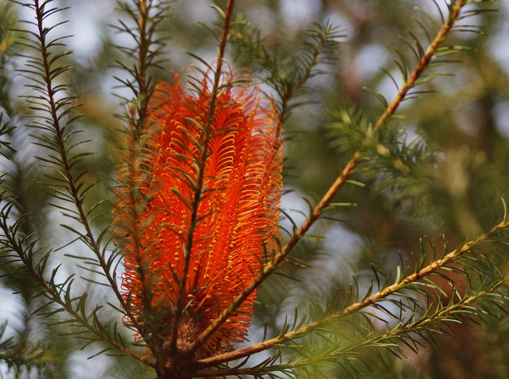 Lantern in the bush