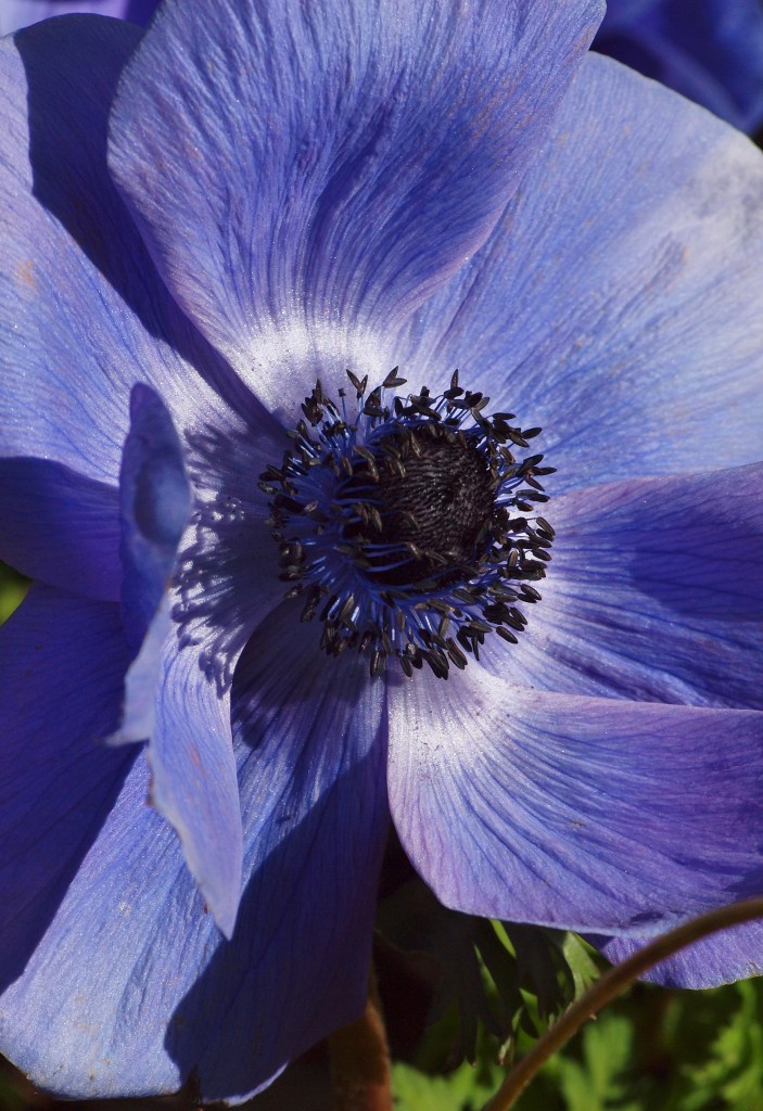 Mt Tomah Botanic Gardens