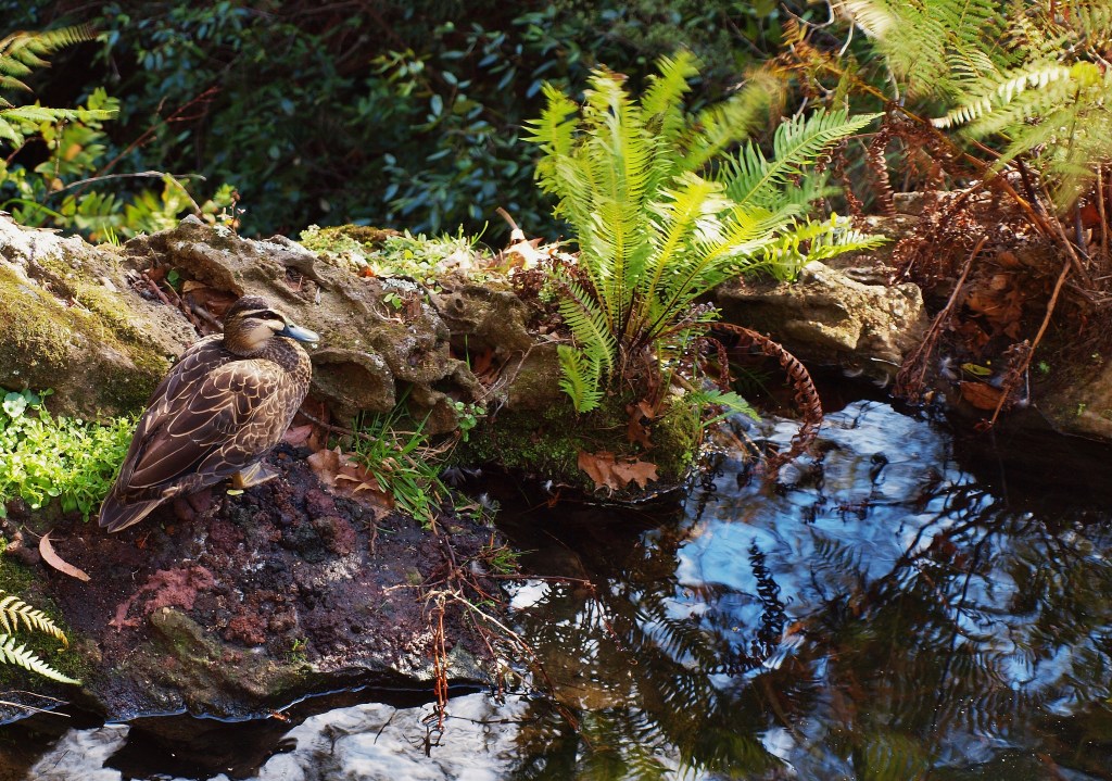 Short Trip to the Blue Mountains NSW in Winter – Part II: The Gardens&nbsp;(+Announcement)