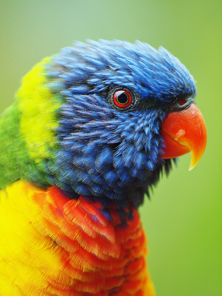Rainbow Lorikeet Photo by Julie Green