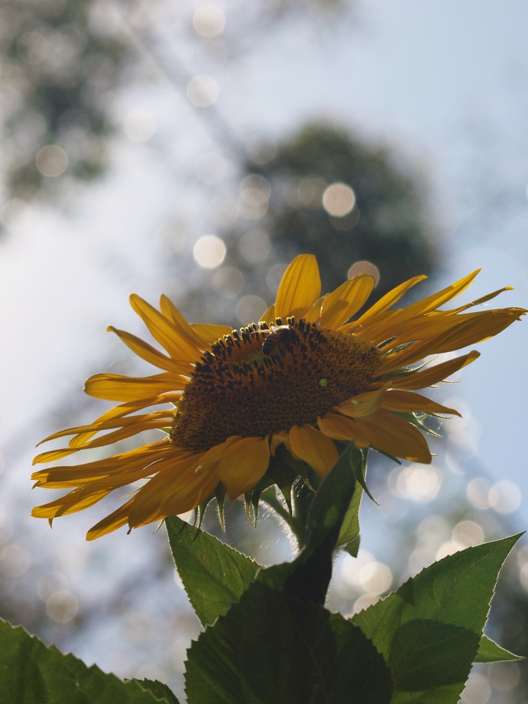 Light and nature photography by Julie Green