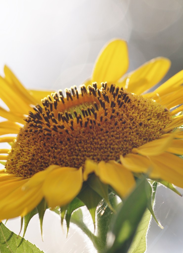 Nature photography Sunflower