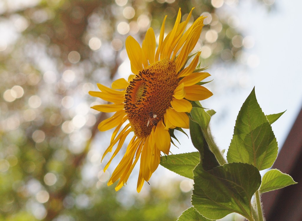 Sunflower Photography Sydney Australia