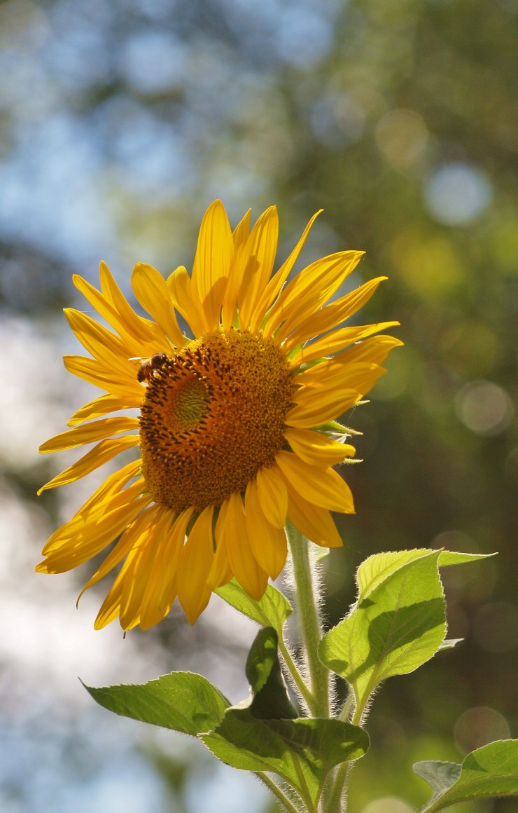 Sunflower Photograph