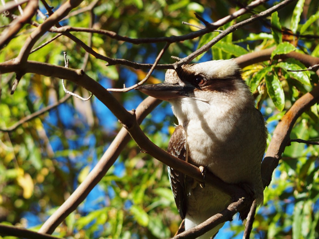 Hornsby Wildlife Nature Photography