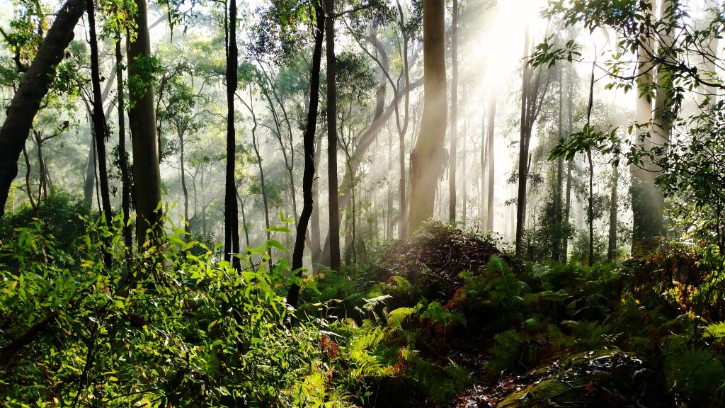 Great North Walk Hornsby