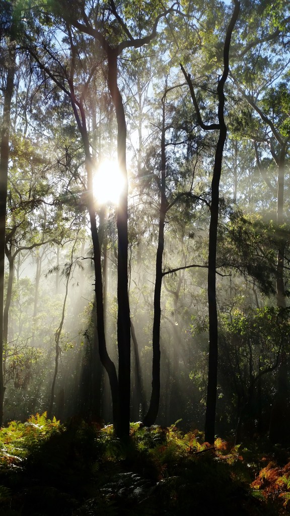 Great North Walk Hornsby