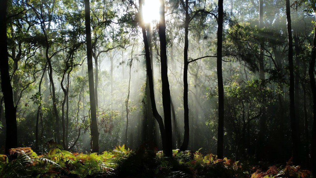 Hiking Photography: Blue Gum Forest Track, Great North&nbsp;Walk